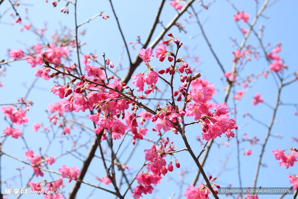 枝头绽放的粉嫩樱花