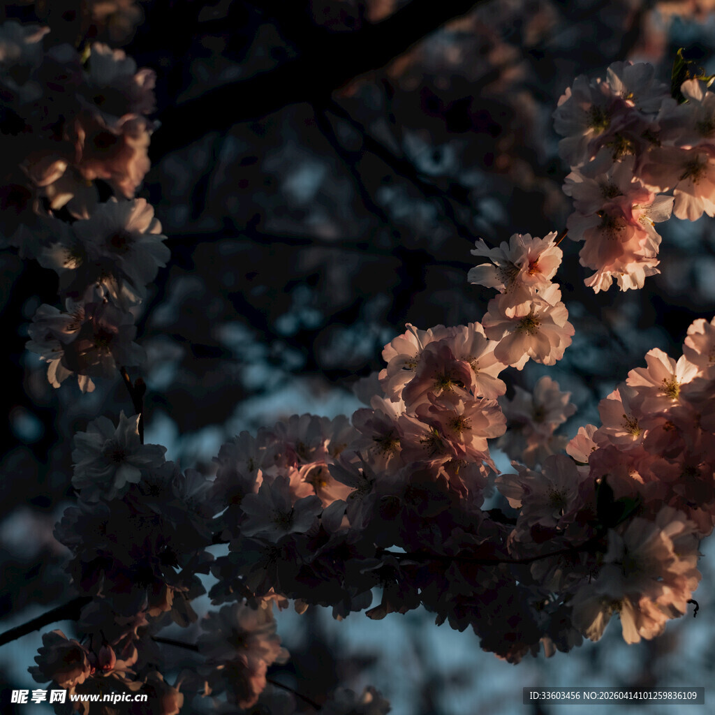 冬日枝头的美丽雾凇景观