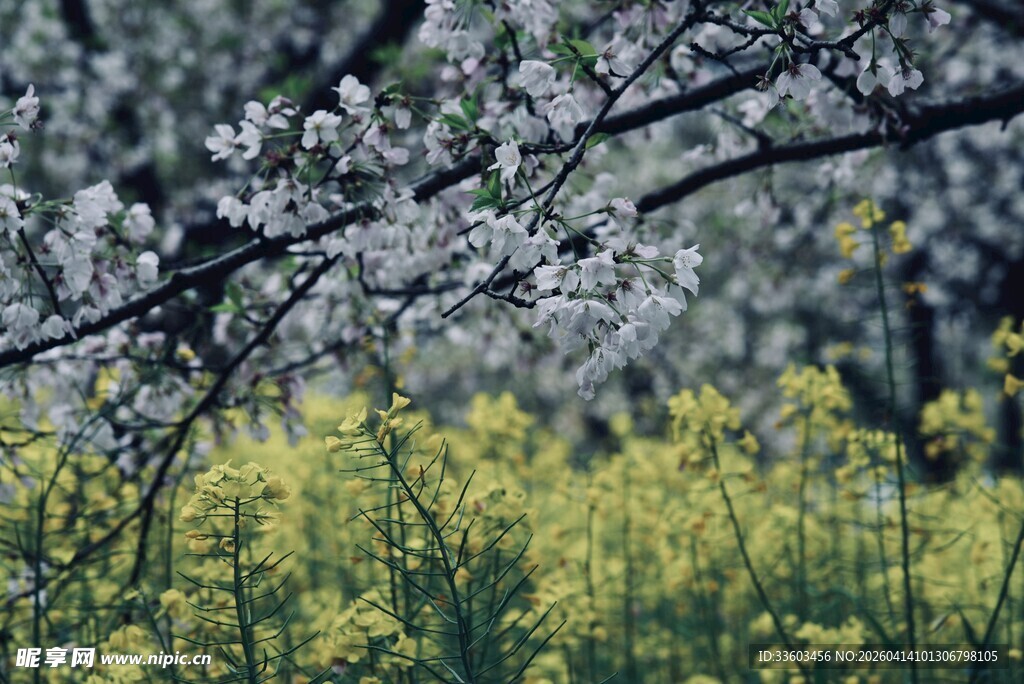 春日繁花与金黄油菜相映