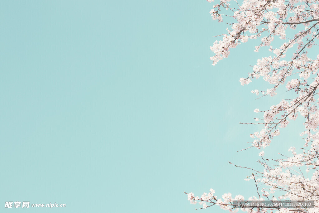 蓝天映衬下的粉嫩花枝