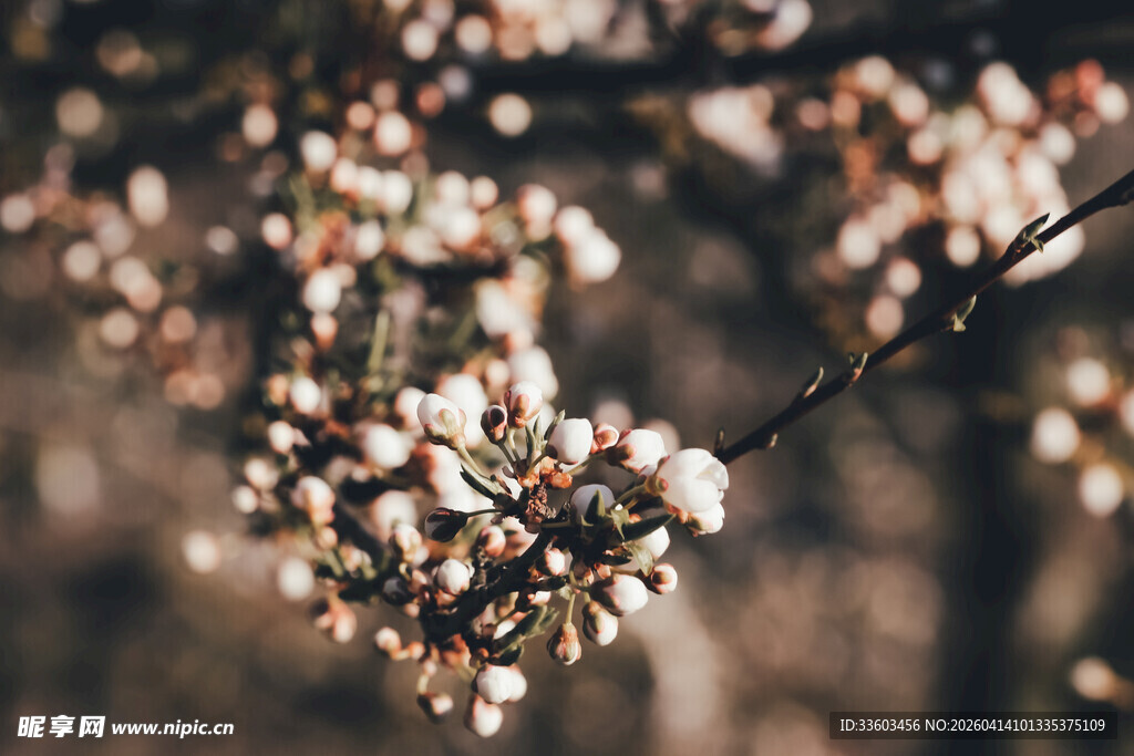 枝头绽放的粉嫩花朵