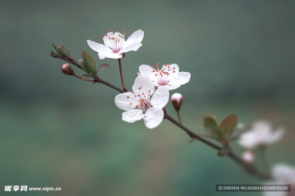 枝头绽放的粉嫩樱花