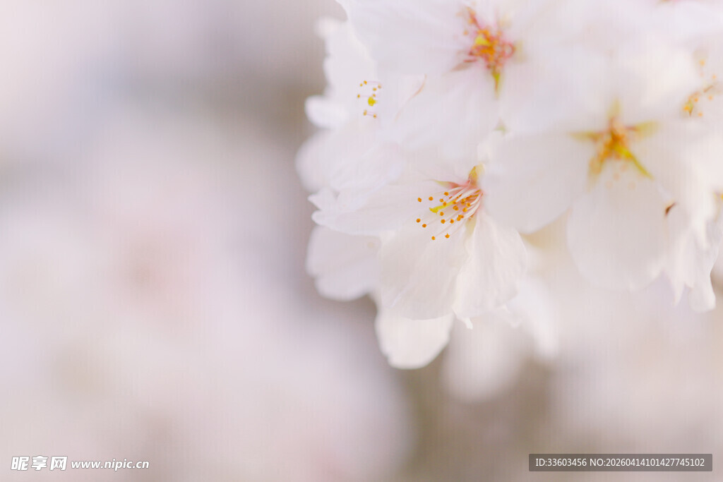 唯美绽放的白色樱花