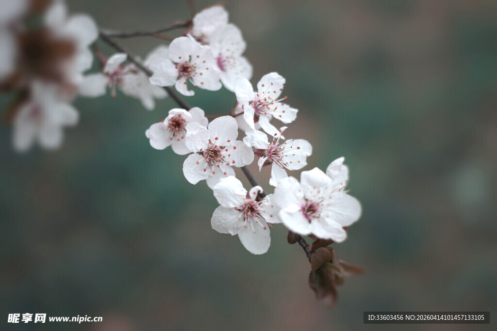 枝头绽放的粉嫩樱花