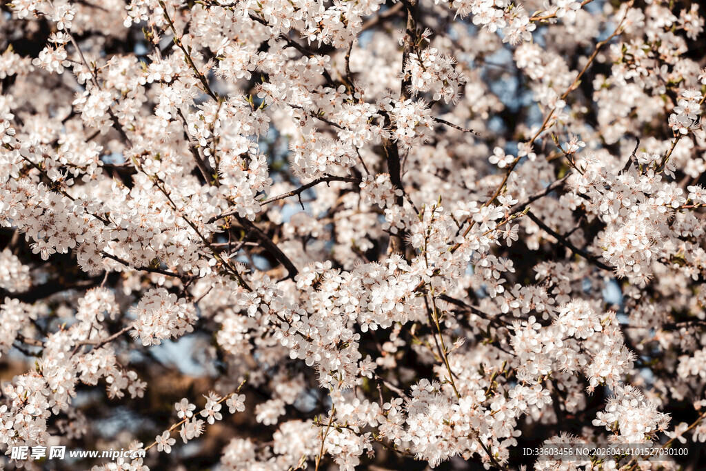 烂漫樱花绽放枝头