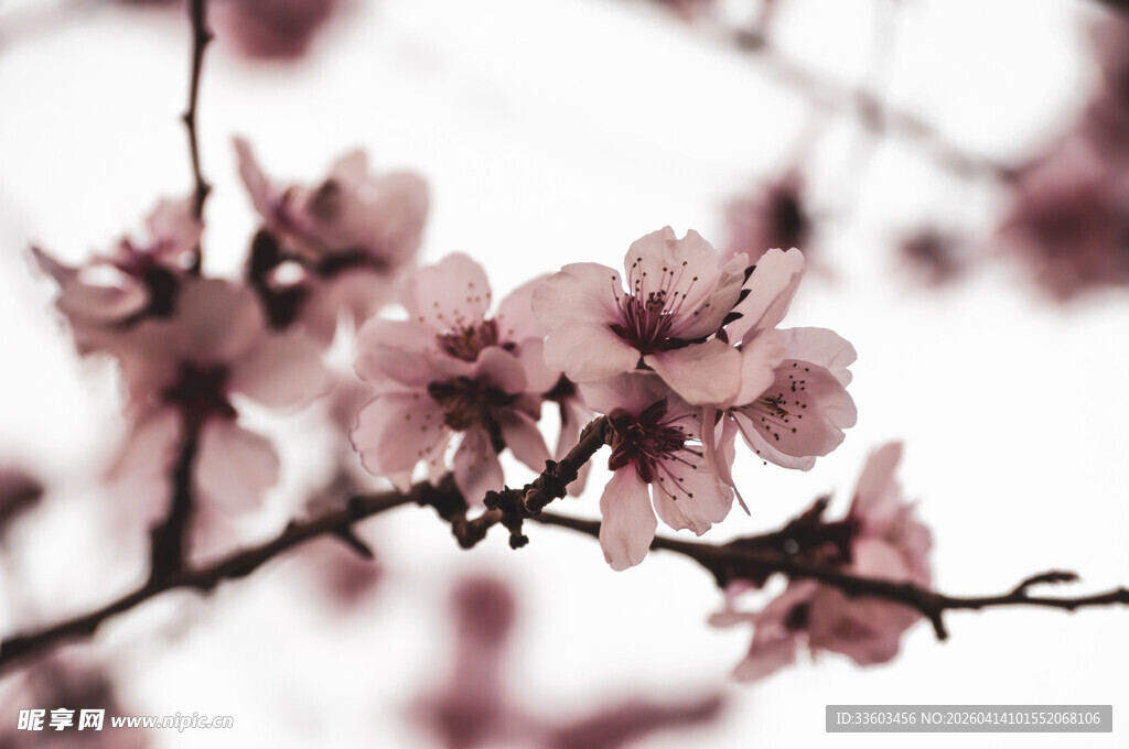 枝头绽放的粉嫩桃花