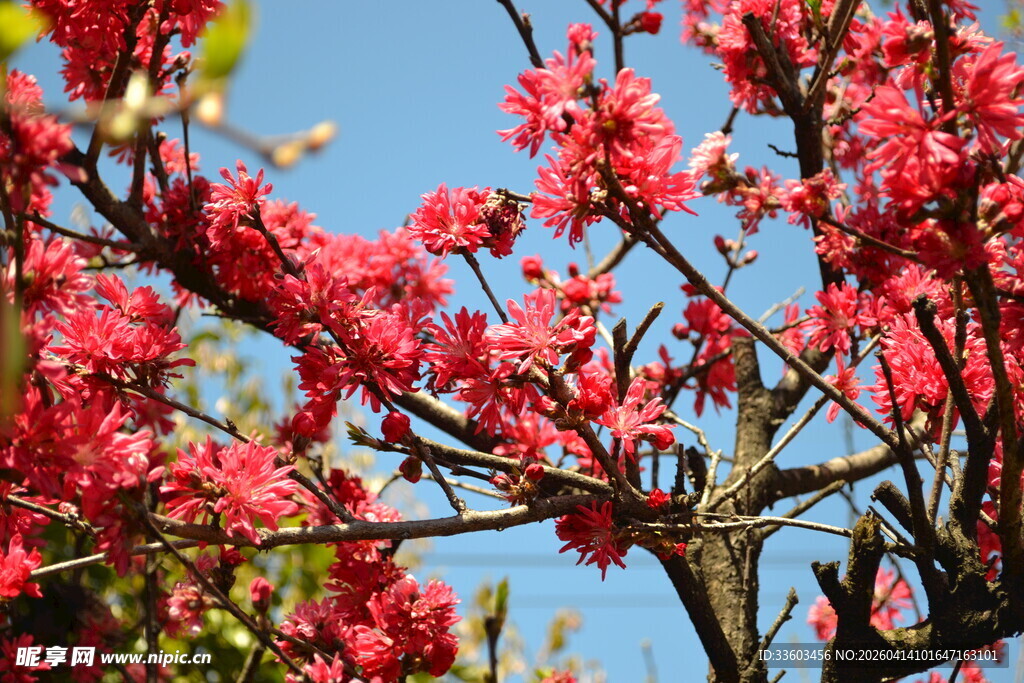 枝头绽放的娇艳红桃花