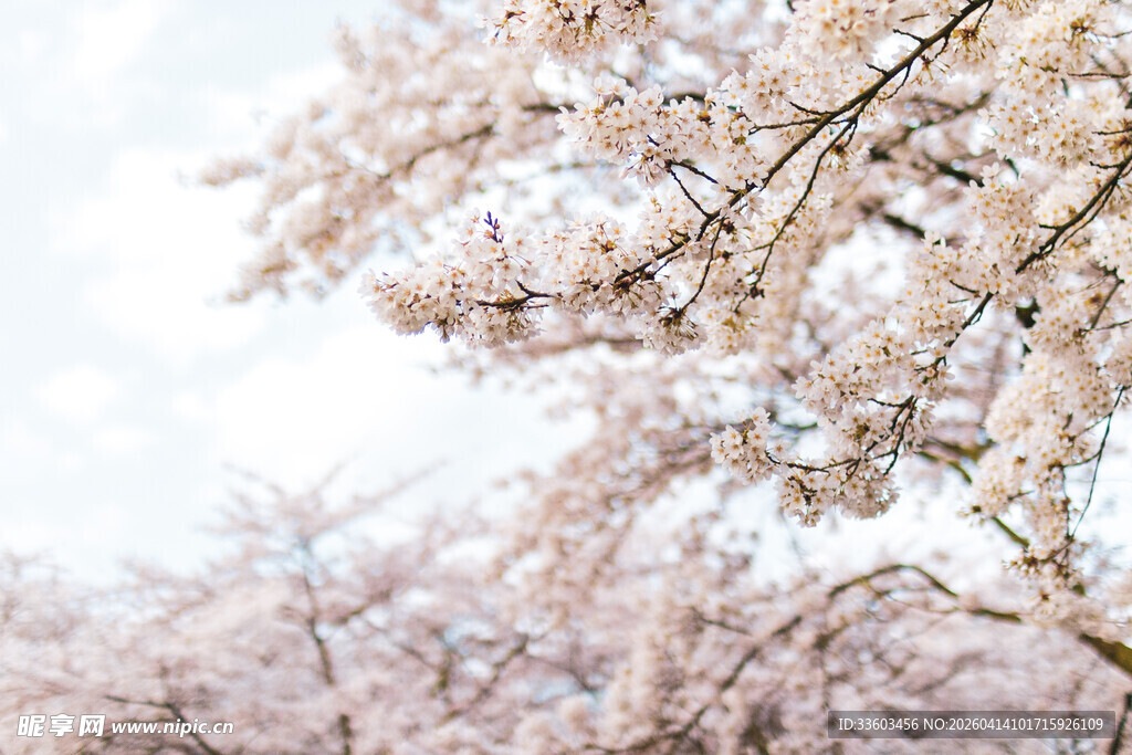 烂漫樱花枝头绽放