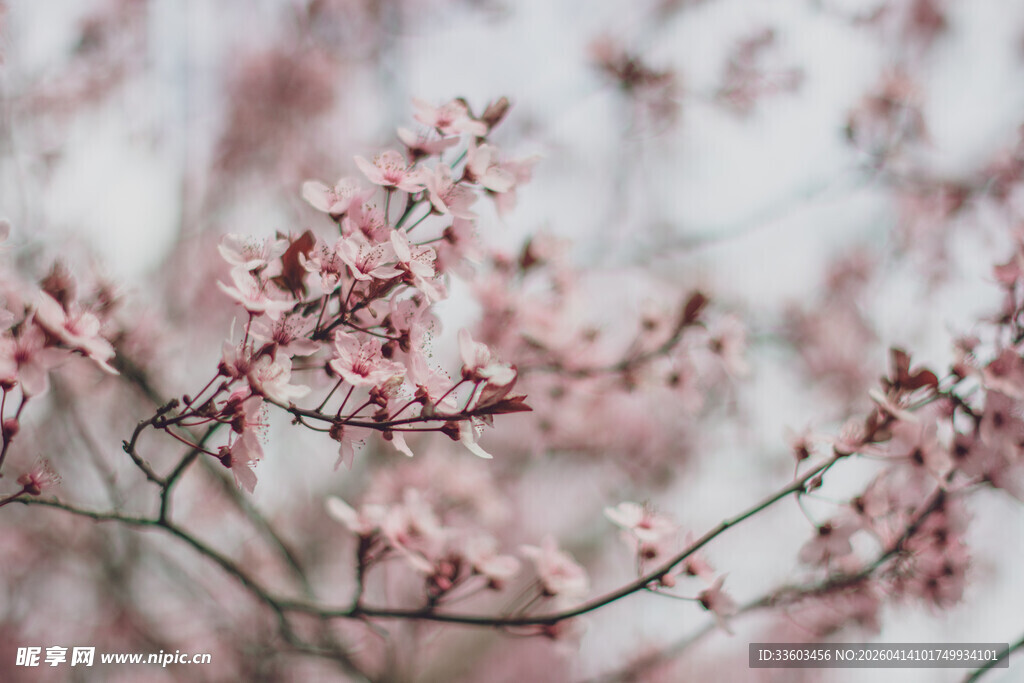 枝头绽放的粉嫩樱花