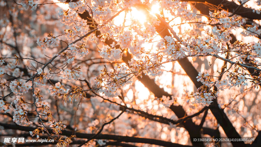春日樱花下的金色光影