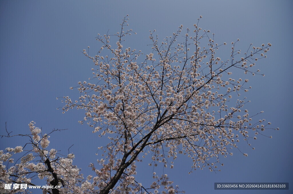 蓝天映衬下的繁花满枝树
