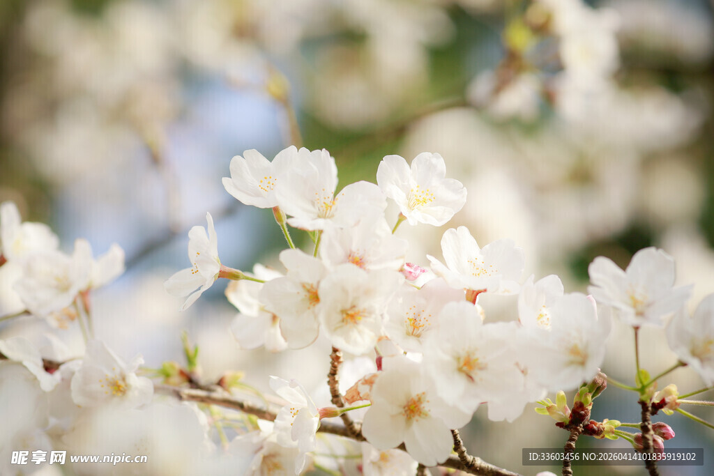 春日绽放的洁白花朵
