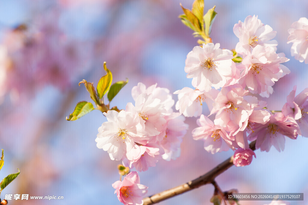 枝头绽放的粉嫩樱花