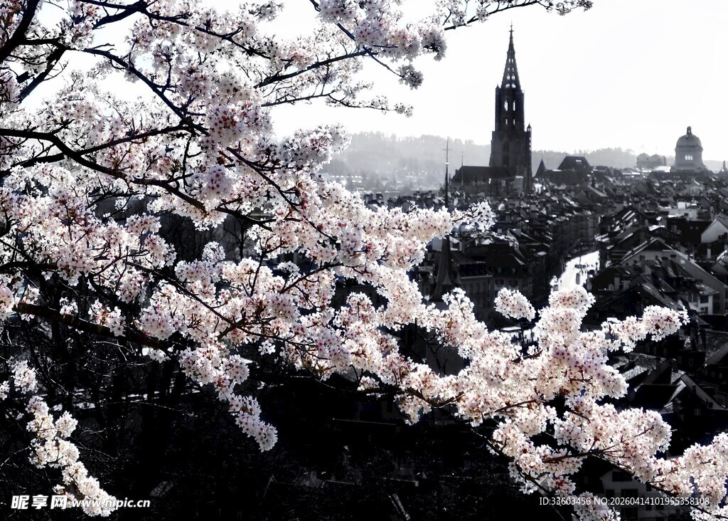 樱花掩映下的城市建筑