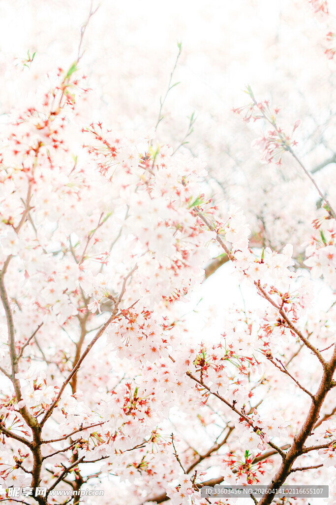 春日烂漫樱花枝头绽放