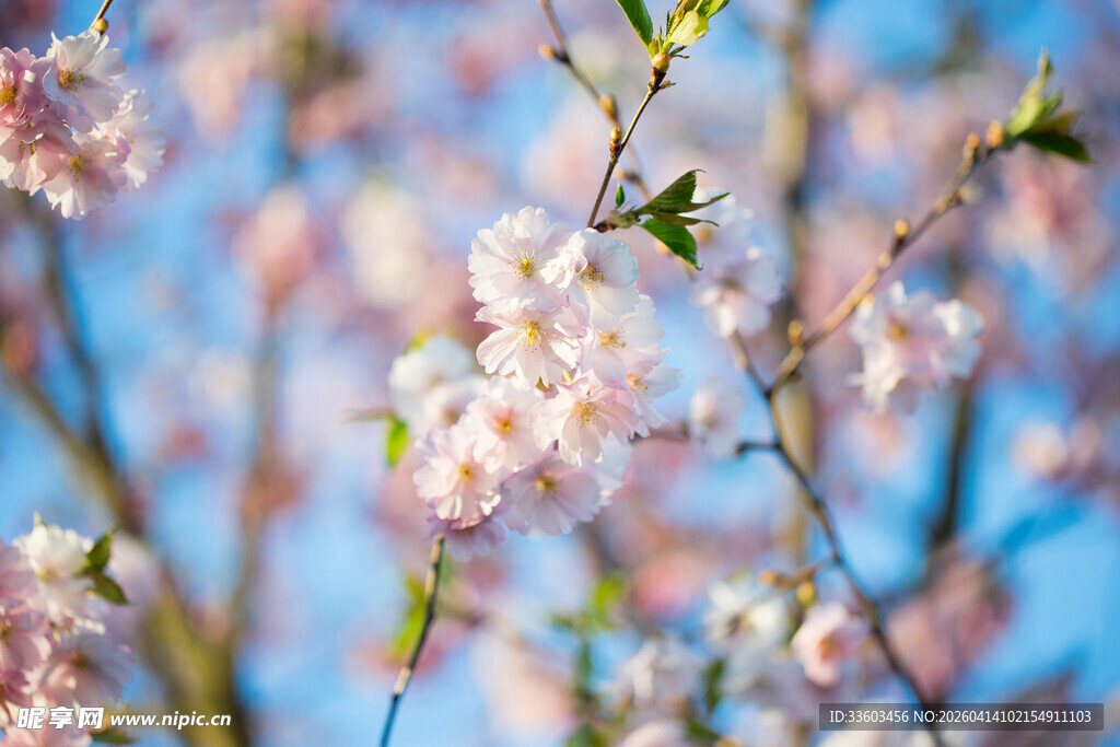 春日烂漫樱花绽放枝头