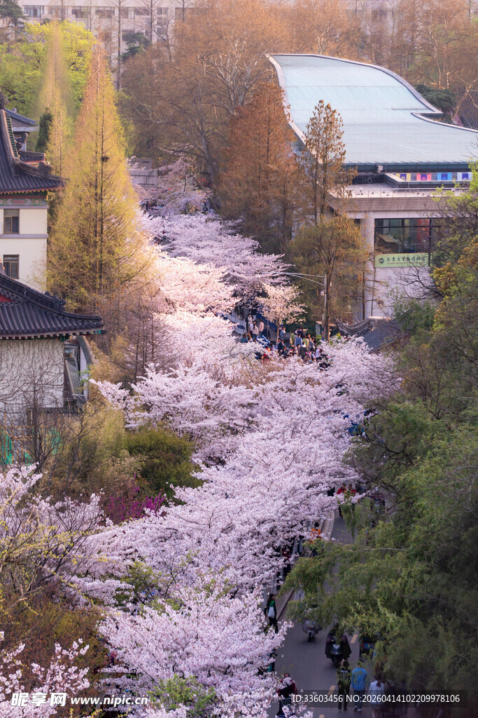 春日烂漫樱花盛放场景