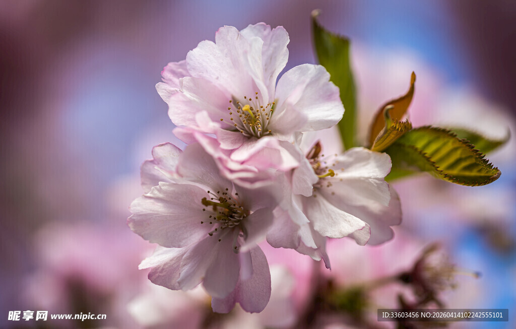 娇艳绽放的粉嫩樱花