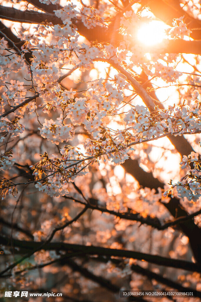 阳光洒落盛开的烂漫樱花