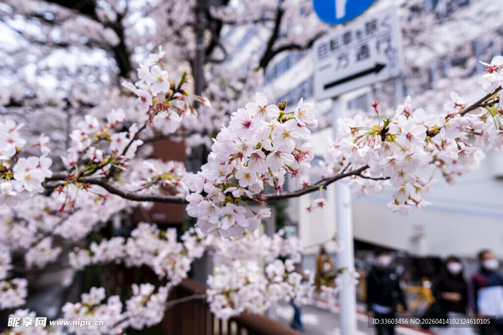 盛开的烂漫樱花树