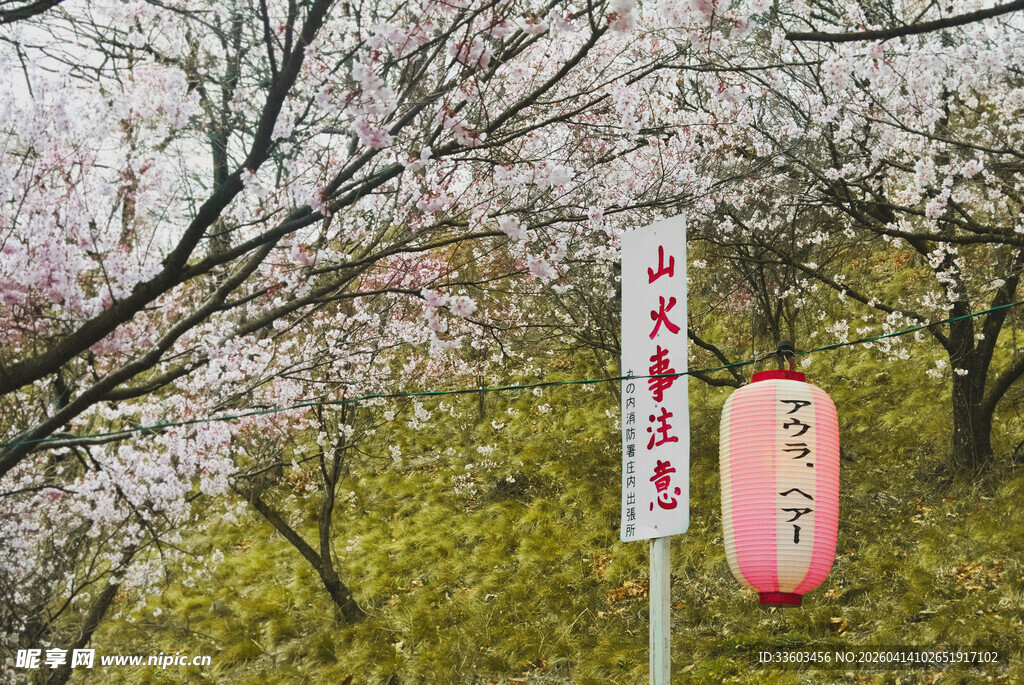 春日樱花下的日式景致