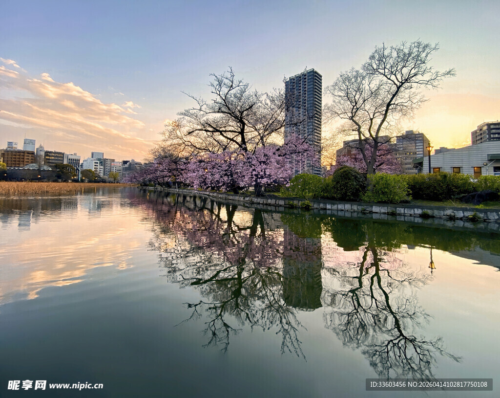 湖畔樱花与城市建筑倒影
