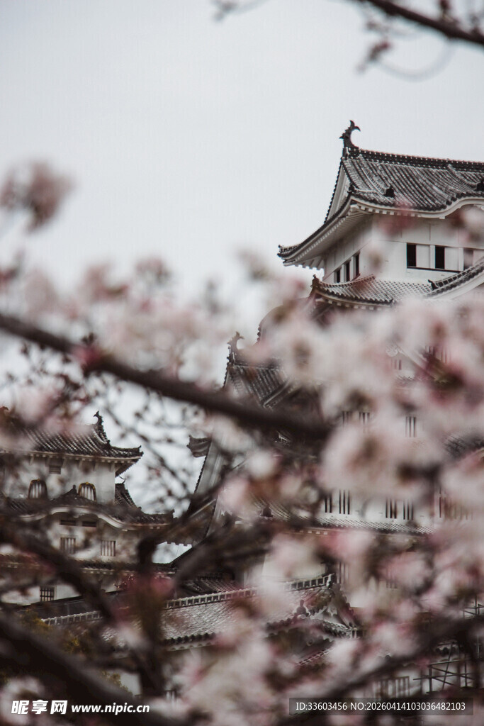 樱花掩映下的传统建筑