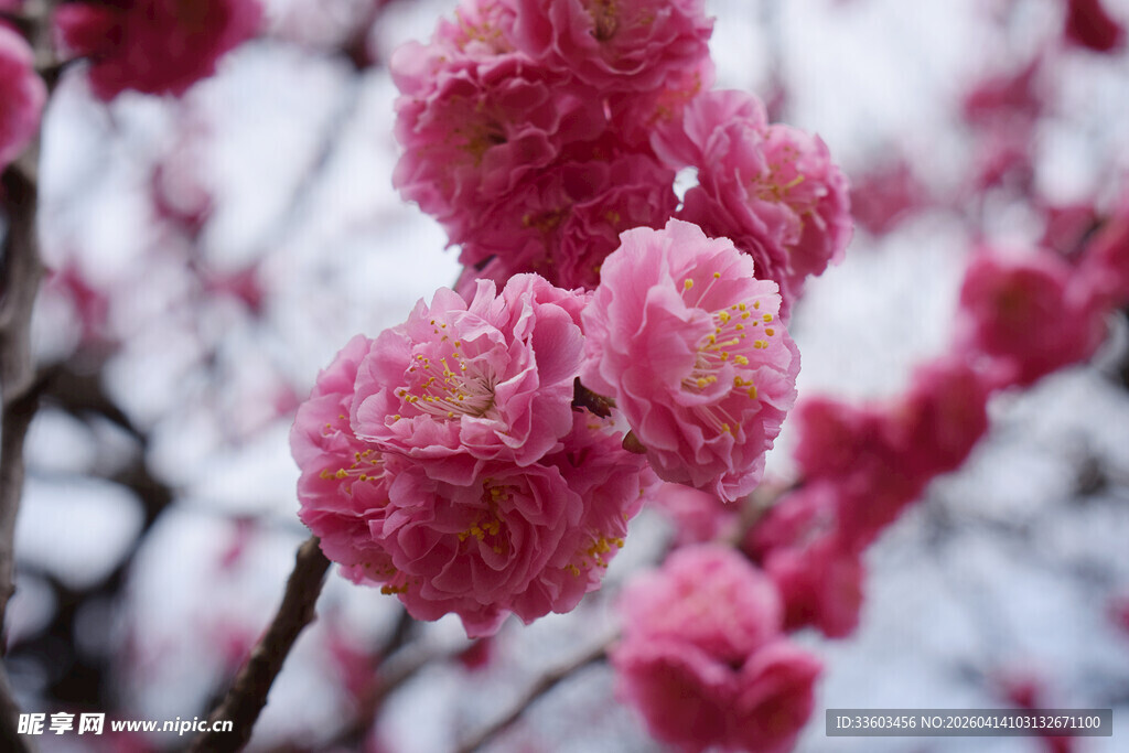 娇艳绽放的粉色梅花
