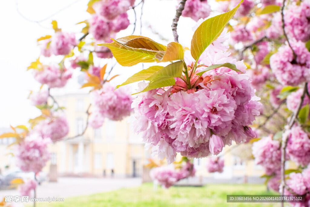 盛开的粉色垂枝樱花树