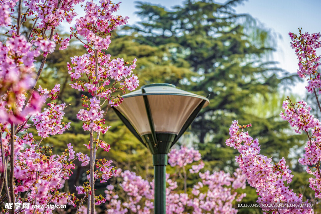 繁花簇拥下的复古路灯