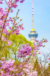 春日繁花中的电视塔景观