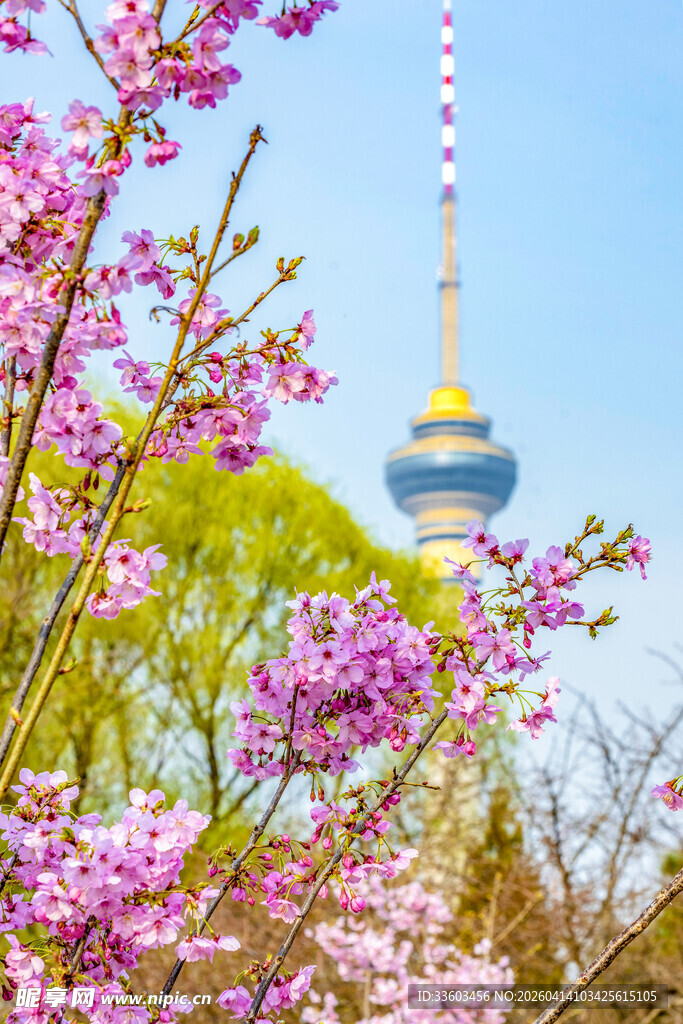 春日繁花中的电视塔景观