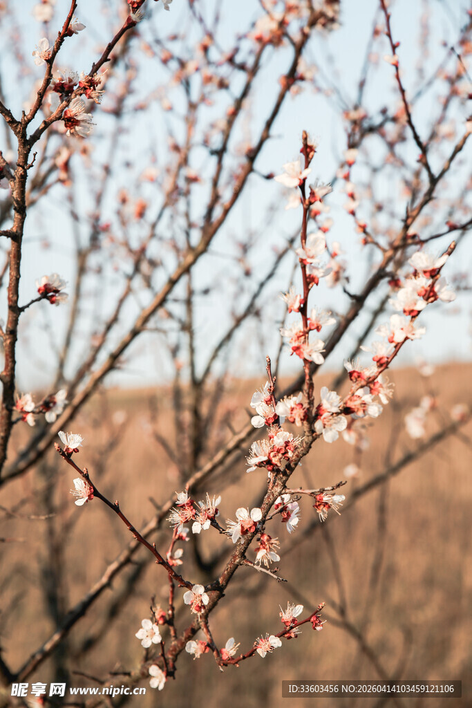 枝头绽放的粉嫩杏花