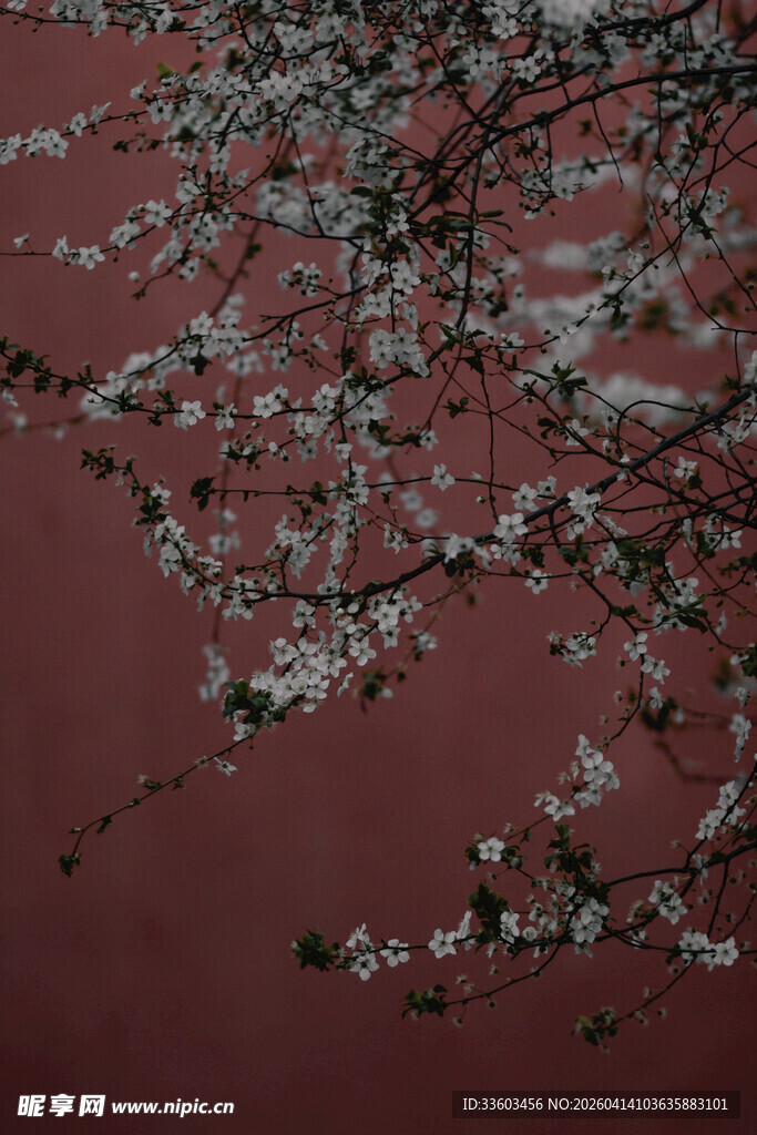 红墙旁绽放的烂漫花枝