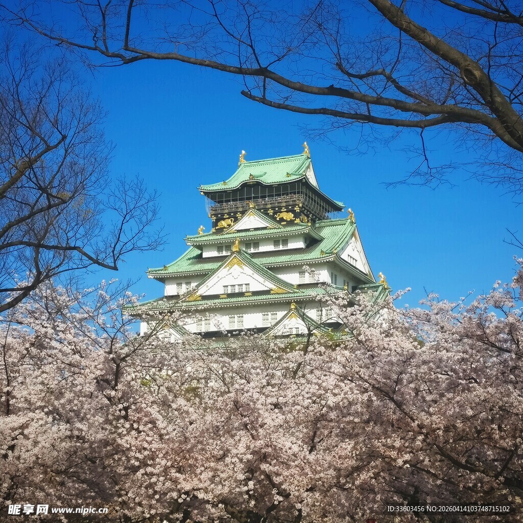 大阪城公园樱花与城堡