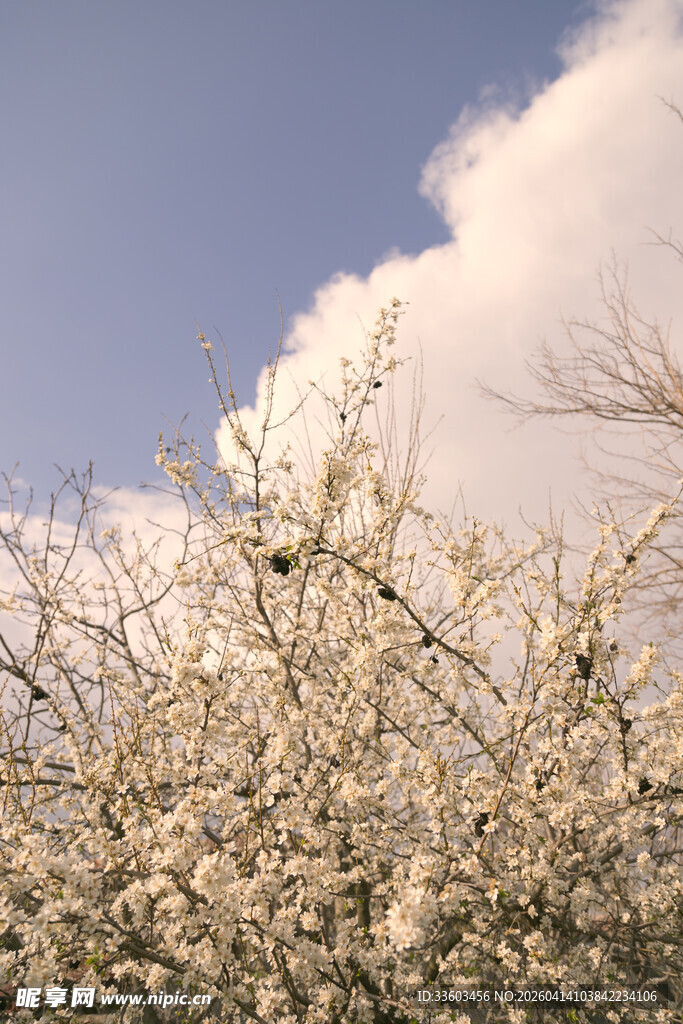 枝头繁花与蓝天云朵