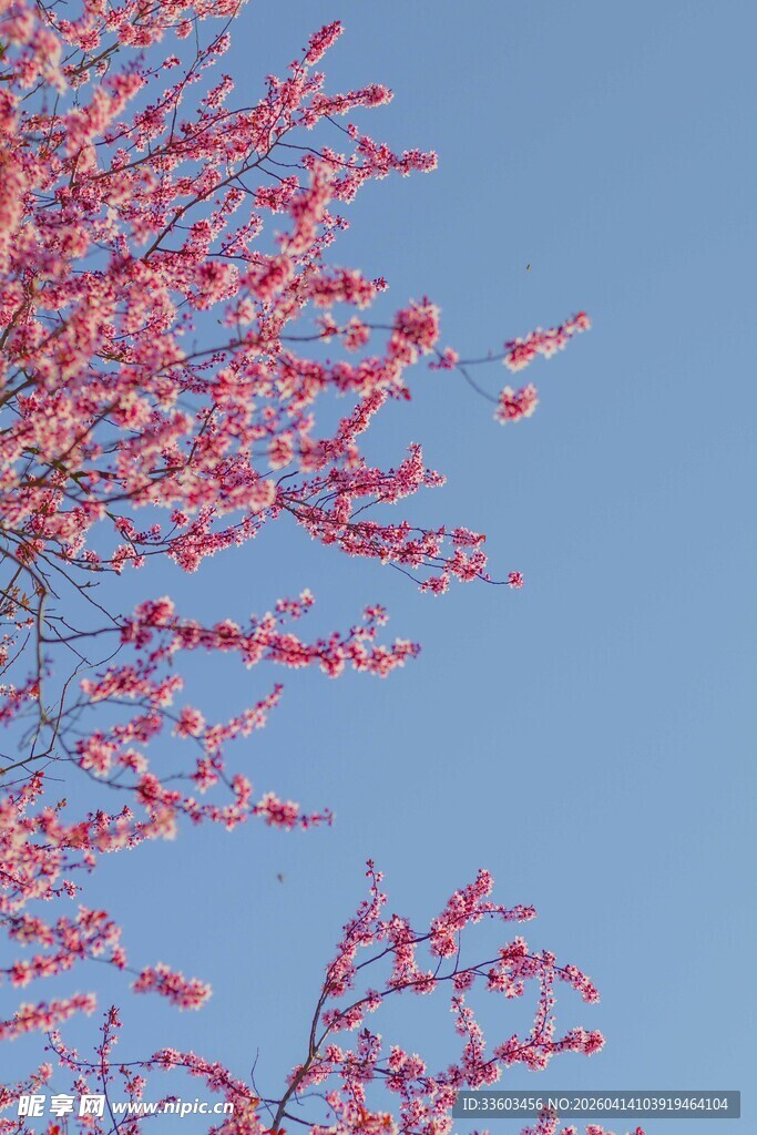 蓝天映衬下的艳丽花枝