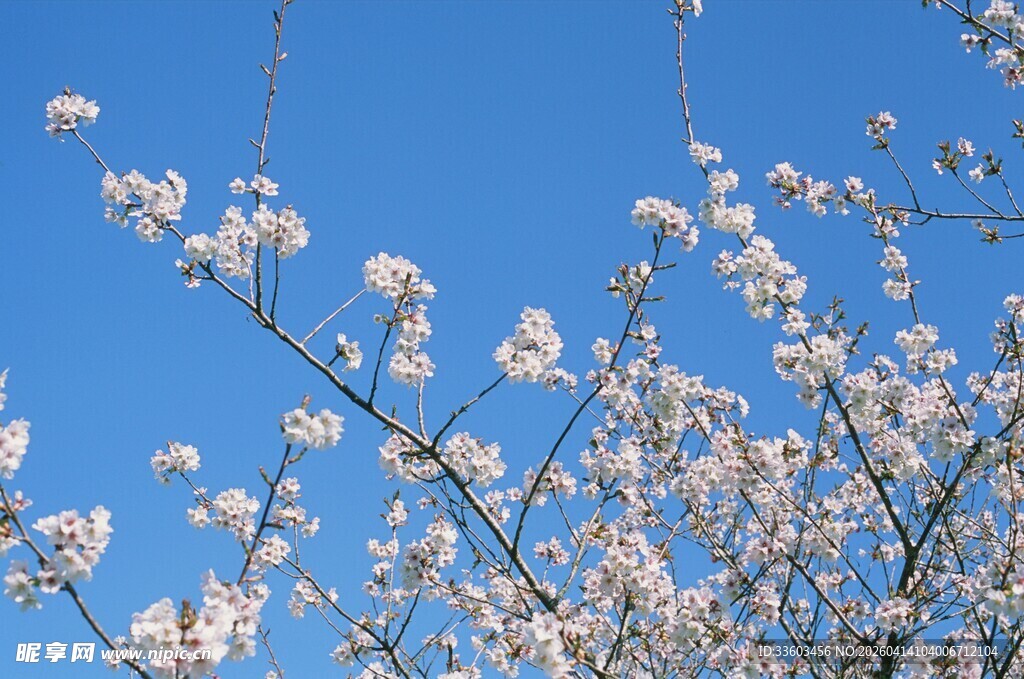 蓝天映衬下的烂漫花枝