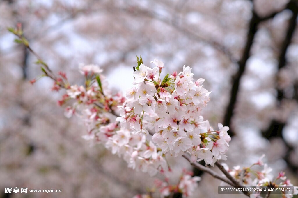 枝头烂漫樱花绽放