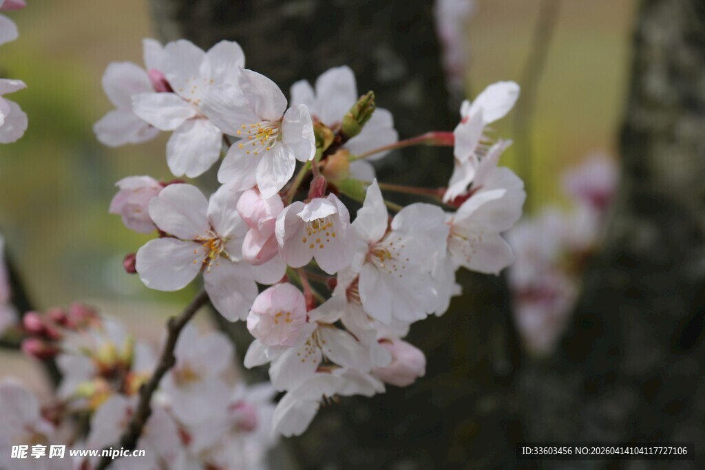 粉嫩樱花枝头绽放