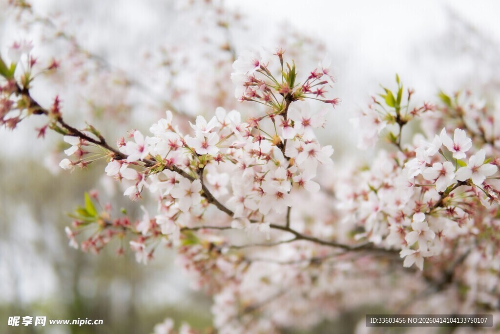 春日绽放的粉嫩樱花枝