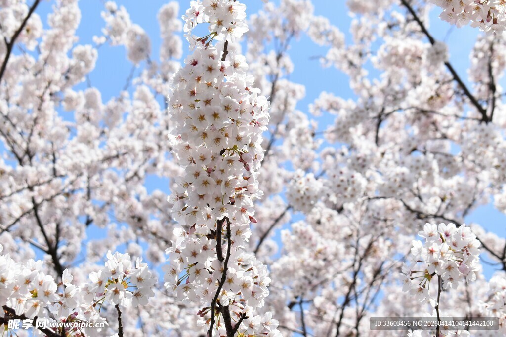 春日烂漫樱花枝头绽放