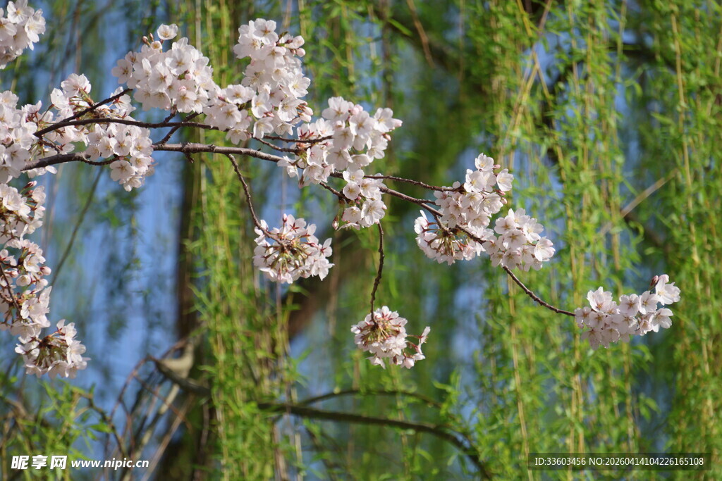 春日繁花与翠绿柳枝
