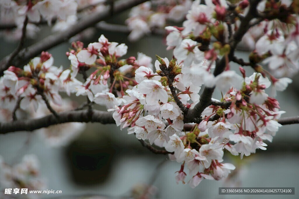 枝头绽放的粉嫩樱花