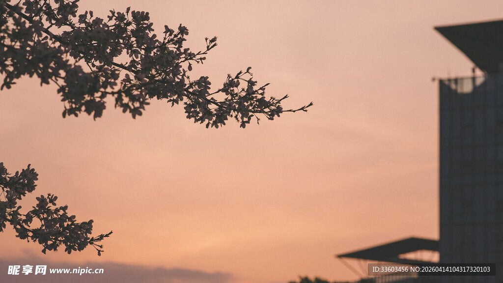 夕阳下的树与高楼剪影