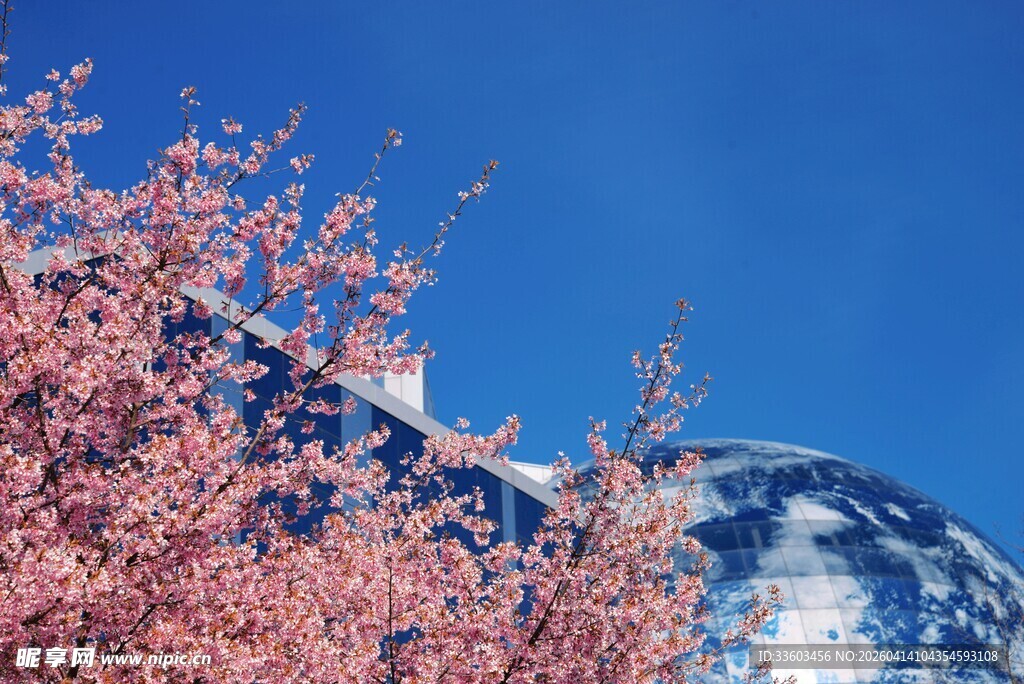 雪山旁绽放的烂漫繁花