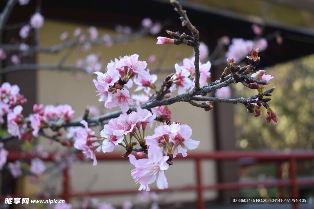 枝头绽放的粉嫩樱花
