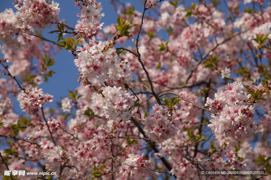 盛开的粉色樱花树