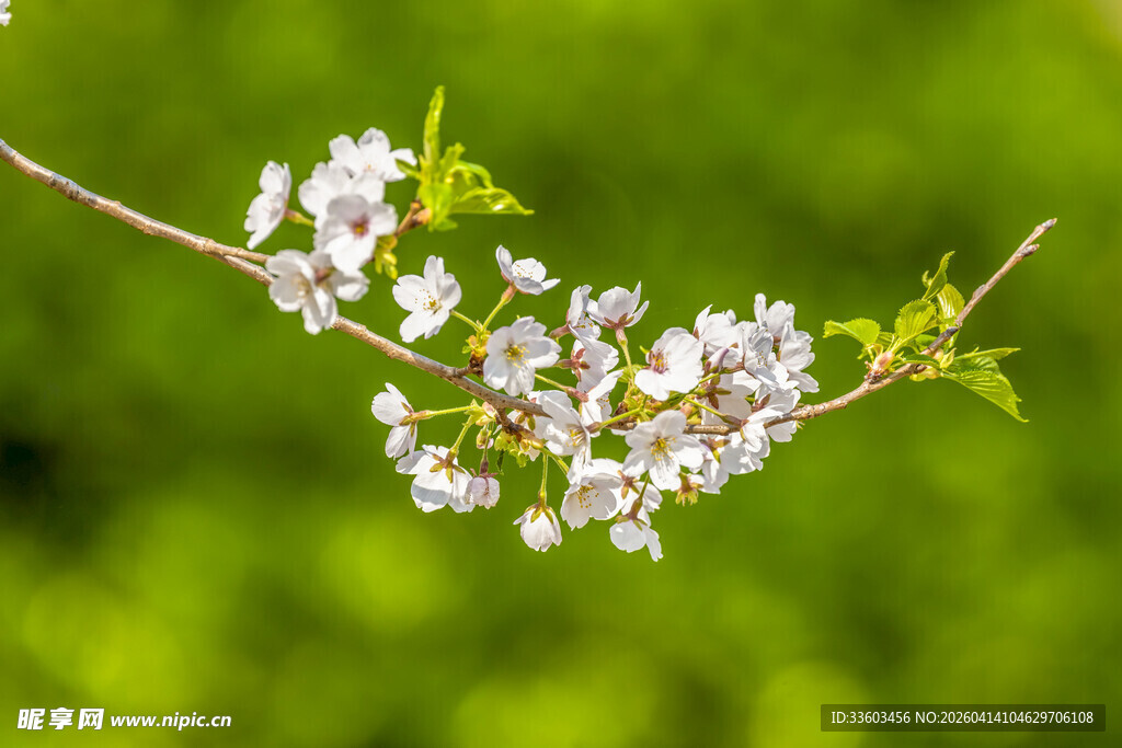 枝头绽放的粉嫩樱花