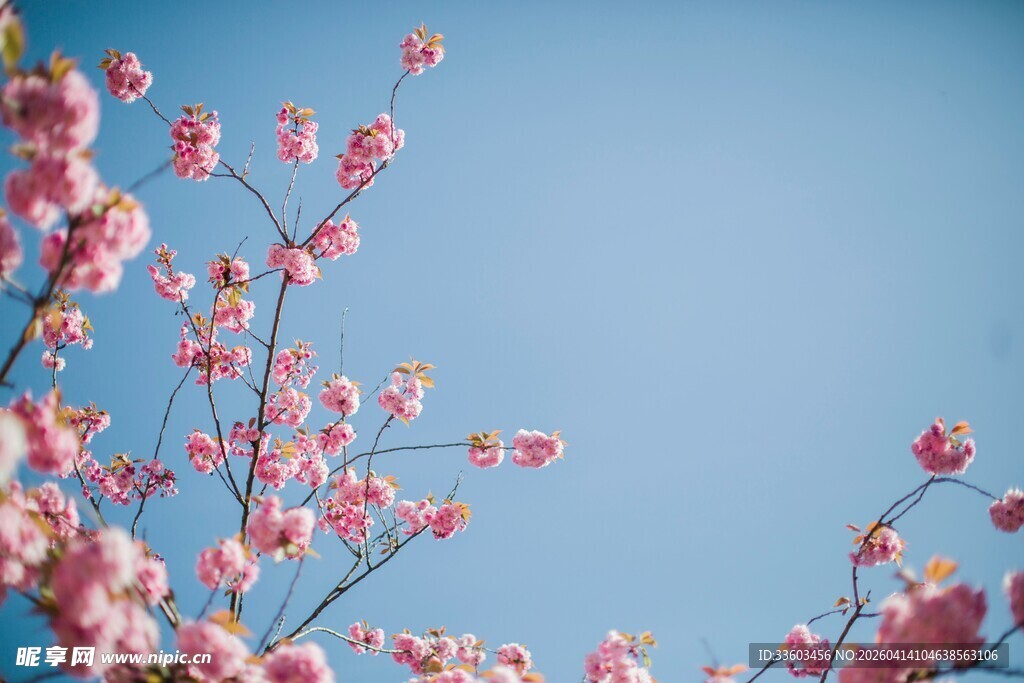 蓝天映衬下的粉嫩花枝